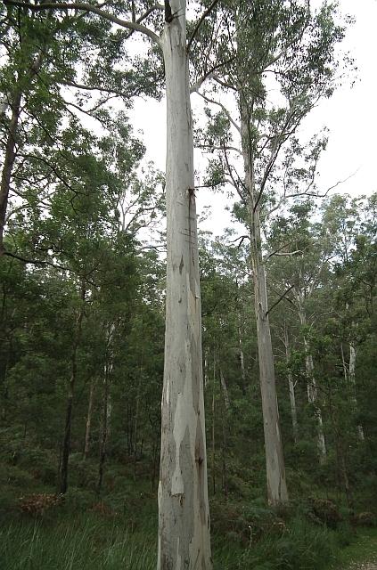 Izplatitākais koks Australija... Autors: Kaprālis Austrālija