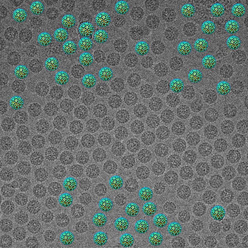 B hepatīta vīrusi... Autors: Moonwalker 20 unikāli zinātnes foto