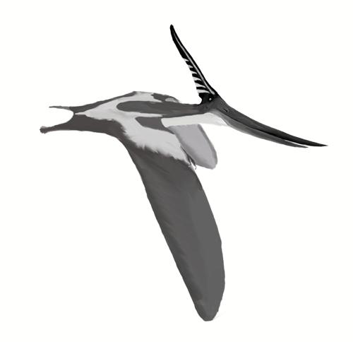 nbspRaksturīgas pazīmesKad... Autors: Pika the izsitējs 2 Pteranodons(Aizvēsturiskie rāpuļi, pirmā daļa)