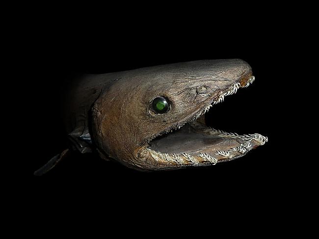 Kruzuļainā haizivs... Autors: amonty Baisākie ūdens dzīļu radījumi