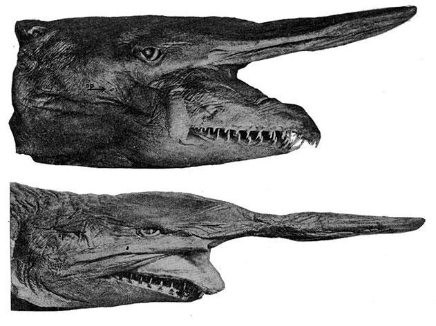Goblinhaizivs Mitsukurina... Autors: amonty Baisākie ūdens dzīļu radījumi