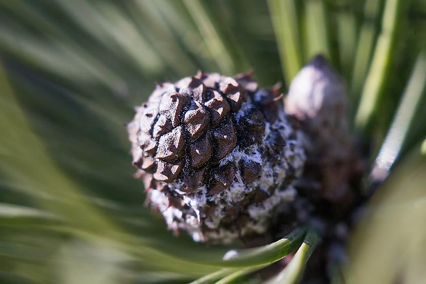  Autors: Torcio "Macro", salīdzinoši, pa lēto