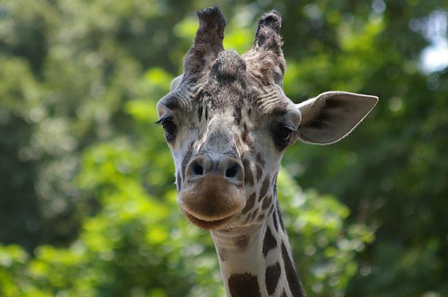 Žirafes var iztīrīt savu ausi... Autors: Fosilija Daži interesanti fakti