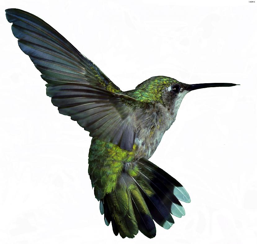 Kolibri ir vienīgaislidot... Autors: Fosilija 20 nedzirdēti fakti. Pirmā daļa.
