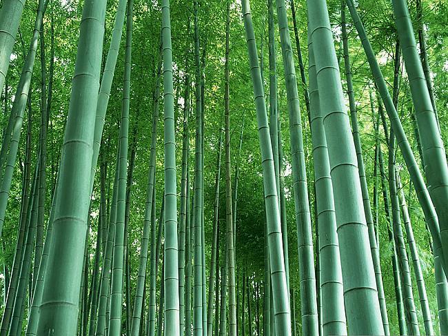 Bambuss var uzaugt par 3 pēdam... Autors: Līdaks 10 interesanti Fakti.