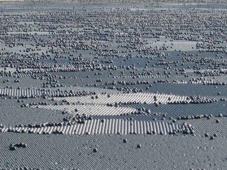  Autors: Kaajinsh Losandželosas ūdenstilpnē peld 400000 bumbiņas