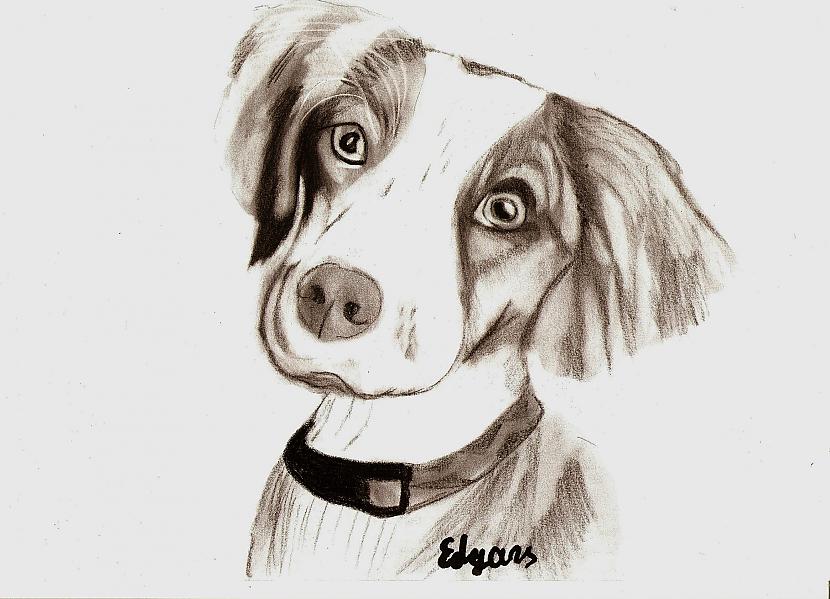 Suns Autors: Edgarsnr1 Mani zīmējumi