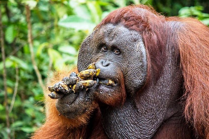 Viņu dēvēja par orangutanu... Autors: Raziels Kā aizbēgt no zvērudārza