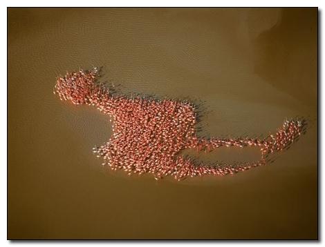 Daudzi flamingo  kuri veido... Autors: Fosilija Neticēsi, nav fotošops.