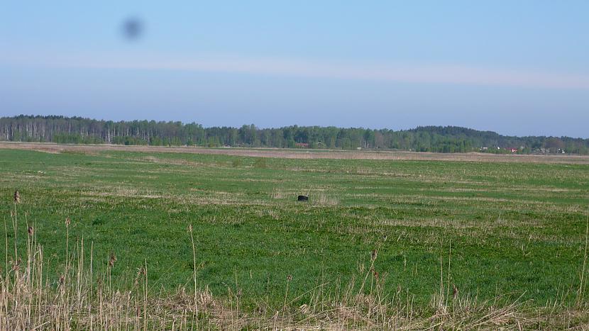 Viens no pirmajiem pavasara... Autors: MZČurbiks Svabadā labadā, kur ir mans kaladū, kaladū?!