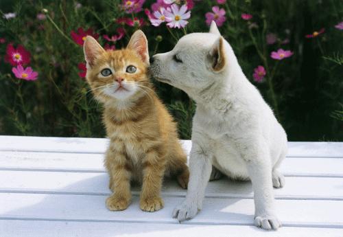 Tad viņi slepeni bučojās dārzā... Autors: mockingjay12 Stāsts: Suņa un kaķa mīlestība