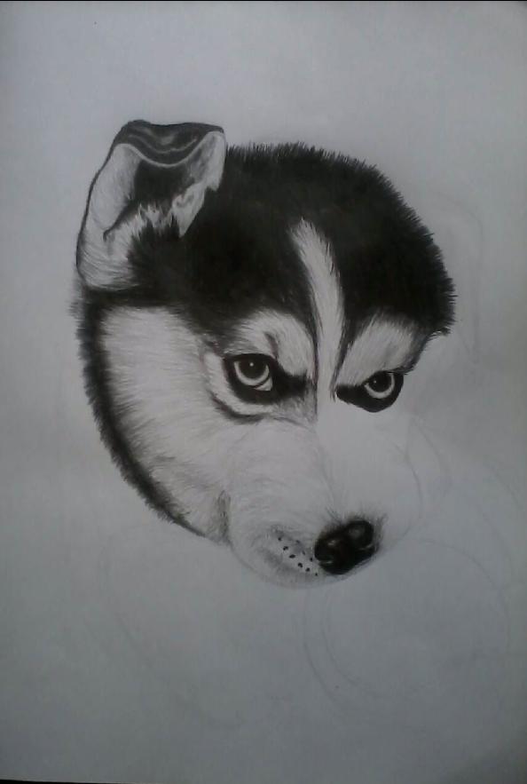  Autors: Everbergerdīne Kā uzzīmēt un izēnot suni?