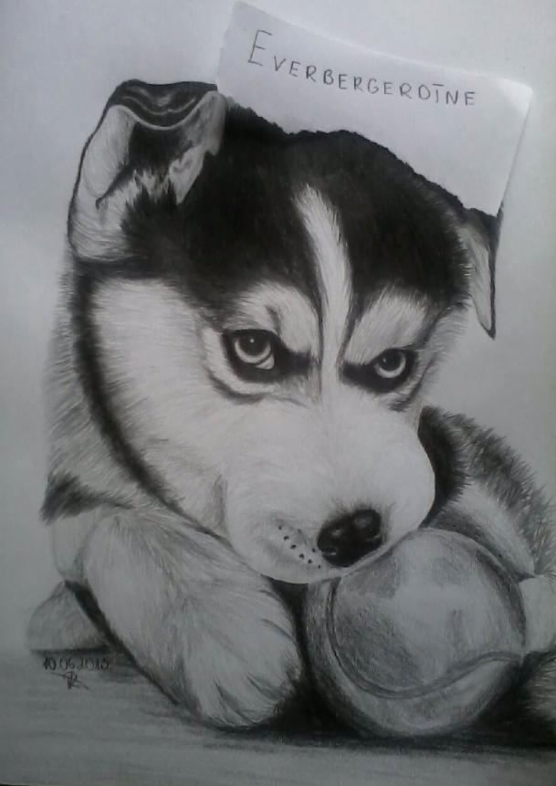 Te jau pabeigtsnbspApzinos... Autors: Everbergerdīne Kā uzzīmēt un izēnot suni?