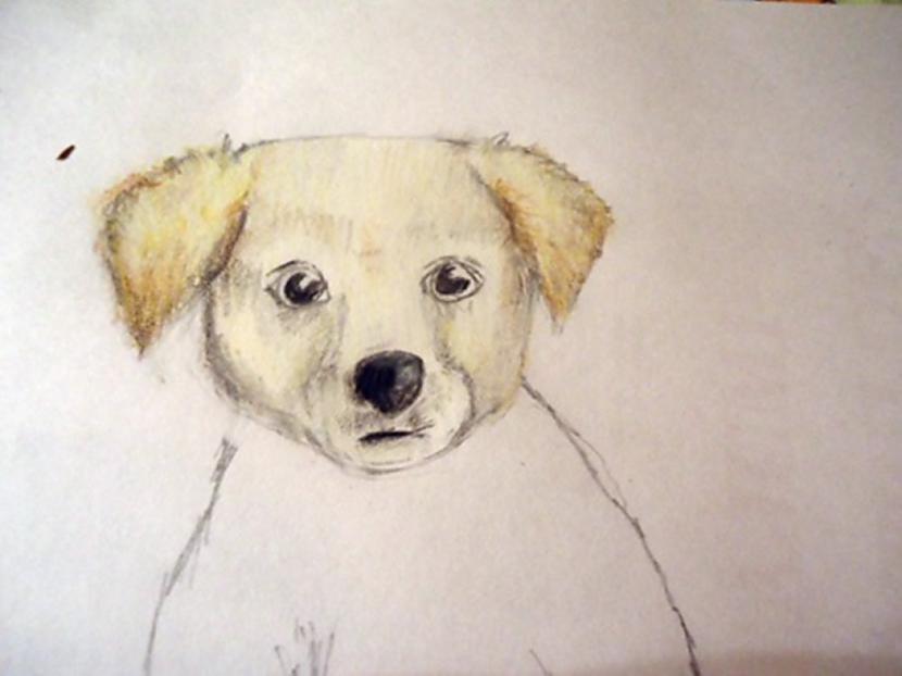 Iekrāsojam melnās acu zīlītes... Autors: almazza Kā uzzīmēt un izkrāsot suni