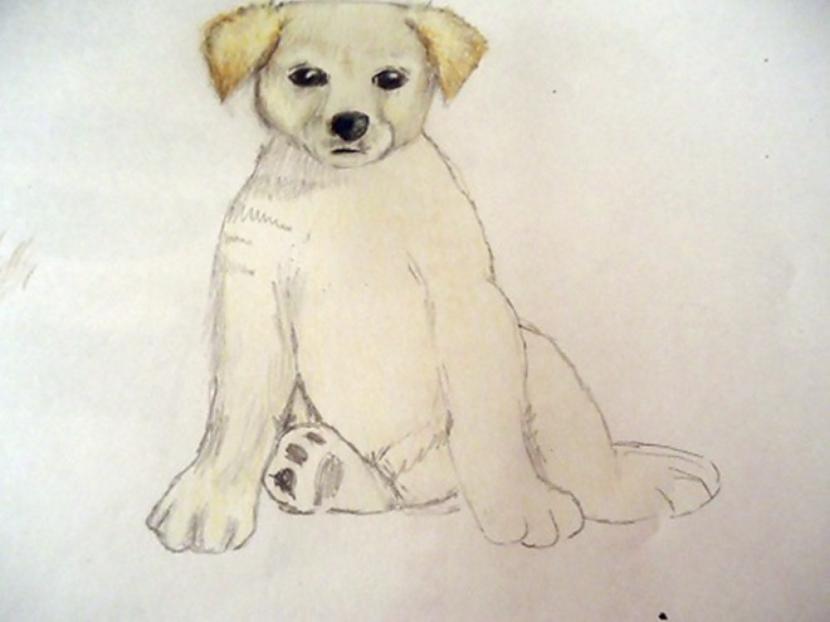 Iekrāsojam ar melno ēnas Autors: almazza Kā uzzīmēt un izkrāsot suni