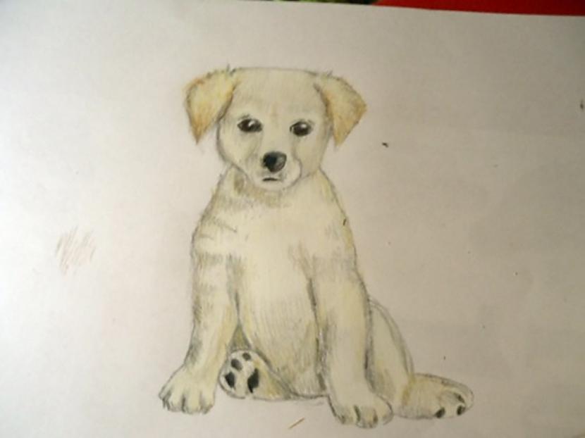 Un starp tām pārejas iekrāso... Autors: almazza Kā uzzīmēt un izkrāsot suni