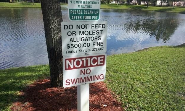  Autors: PULSE 36 lietas kas var notikt tikai Floridā