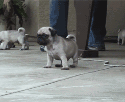  Autors: oh come on animal gifs for you to steal