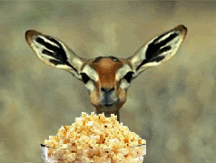  Autors: oh come on animal gifs for you to steal