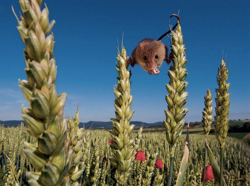  Autors: Crop Šitas ir visahūnākais virsraksts ever!!