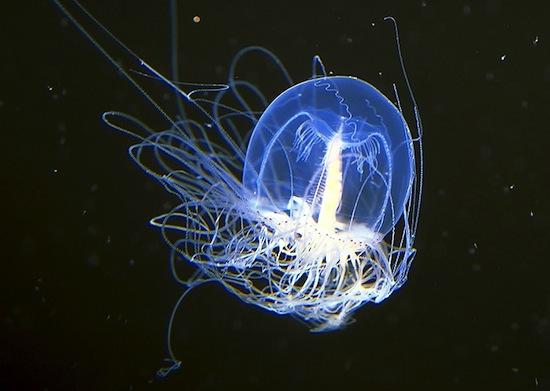 Nemirstīgā medūza Turritopsis... Autors: Deadshot Nāves izturīgākie dzīvnieki