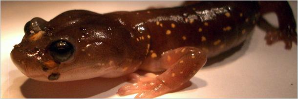 Mazā miermīlīga salamandra... Autors: Geimeris Mīlīgo dzīvnieku otras puses.