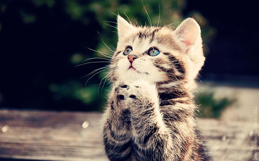 nbspEmocionālais stress var... Autors: Sulīgais Mandarīns 13 interesanti fakti par kaķiem