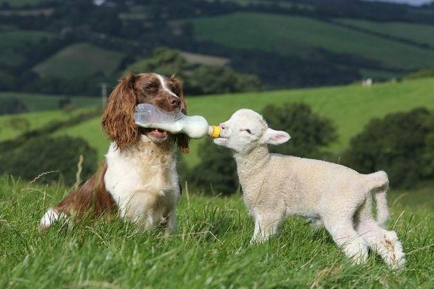 Spaniels un kazlēni Spaniels... Autors: janex1 Neparasta dzīvnieku draudzība