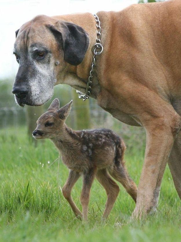 Dāņu dogs un stirnēns Mātes... Autors: janex1 Neparasta dzīvnieku draudzība