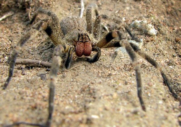 Brazīlijā ir tāds zirneklis... Autors: Fosilija Fakti, kuri būtu jāzina