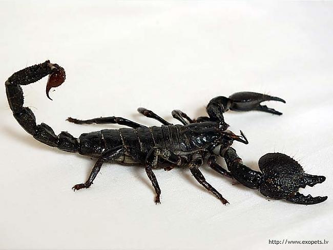 SkorpionsĻoti bīstams jau pa... Autors: PuisiNoNekurienes Horoskopu neglītā puse :P