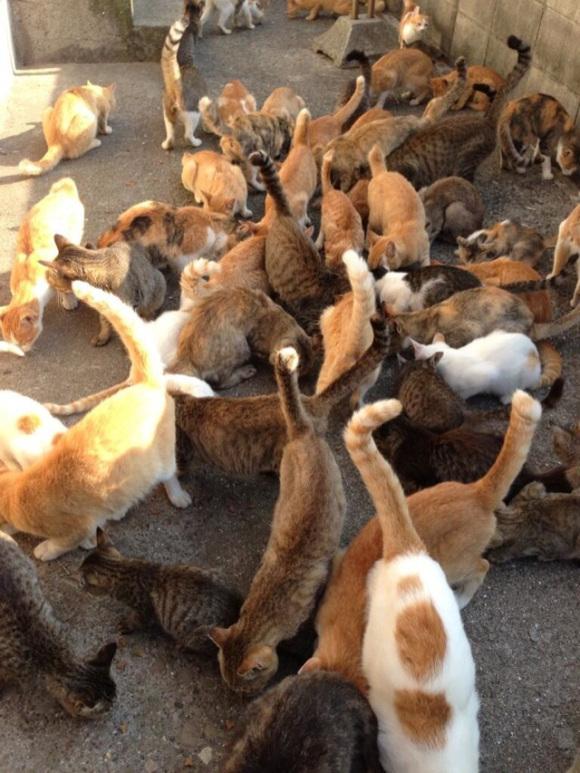 Scaronādi kaķu pūļi staigā pa... Autors: Burunduks why Kaķu sala Japānā