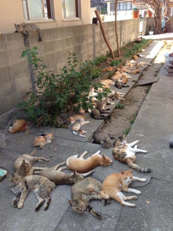 Kā izskatās uz ielām Autors: Burunduks why Kaķu sala Japānā
