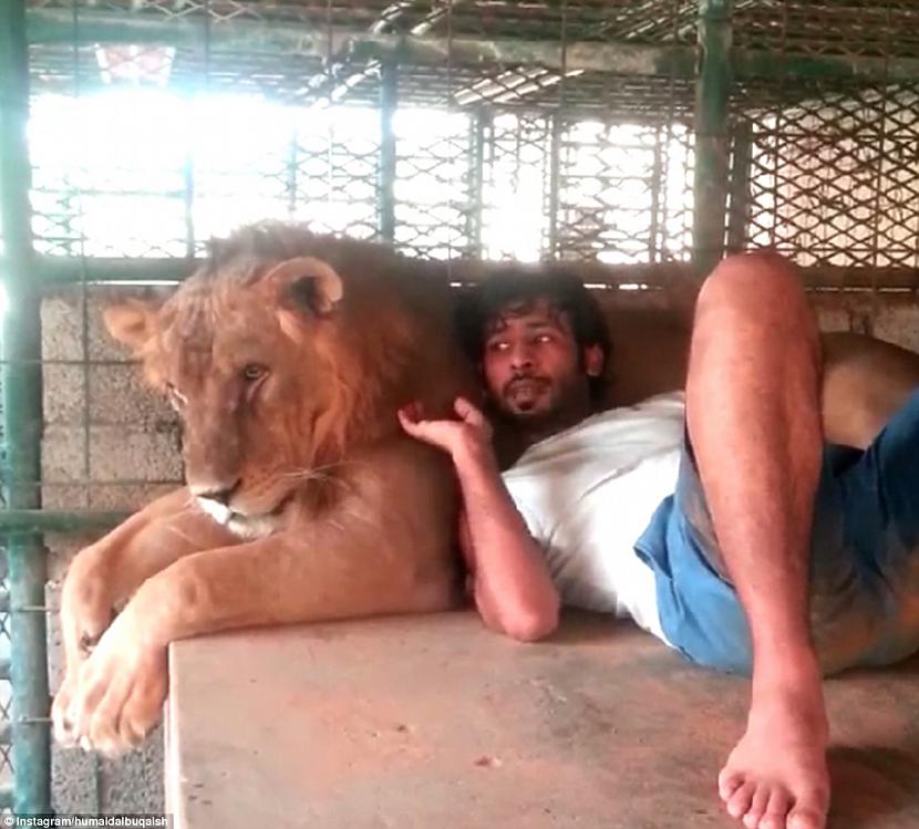 Kā jau jūs zinat lauvas ir... Autors: ORGAZMO Viņam patīk dzīvnieki...
