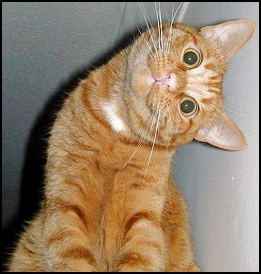 Mājas kaķisScaronis parastais... Autors: Pasaules iedzīvotājs Ja dzīvniekiem būtu mafija...