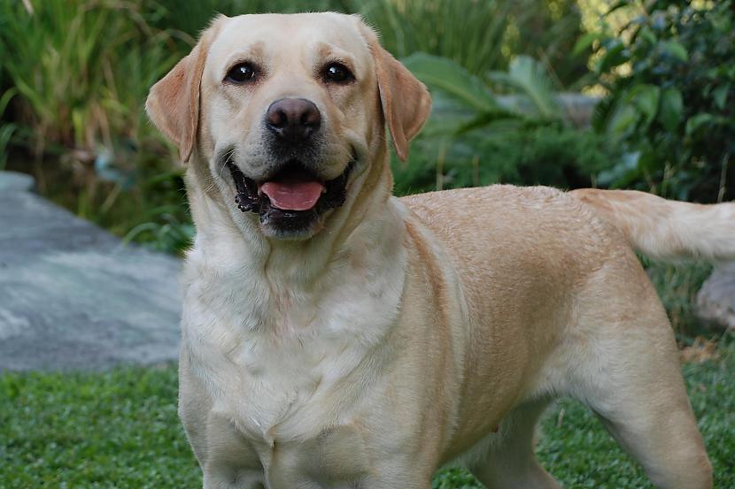 LabradorsEs tevi mīlūūūū Tu... Autors: Pasaules iedzīvotājs Ja dzīvnieki prastu runāt...