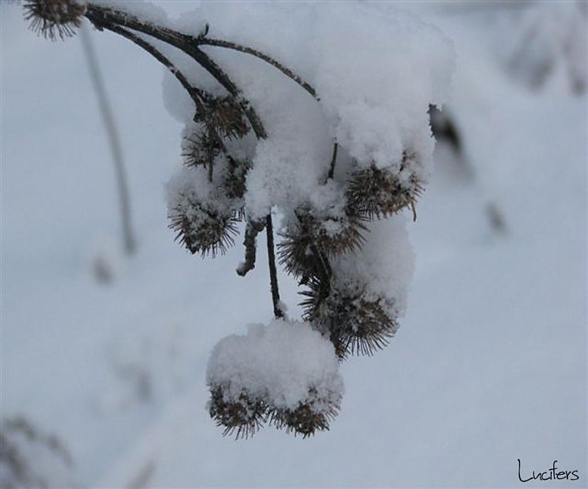  Autors: lucifers Pagāšgada ziema