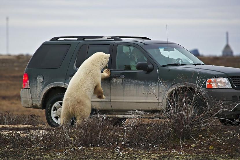  Autors: Raziels Balto lāču galvaspilsēta