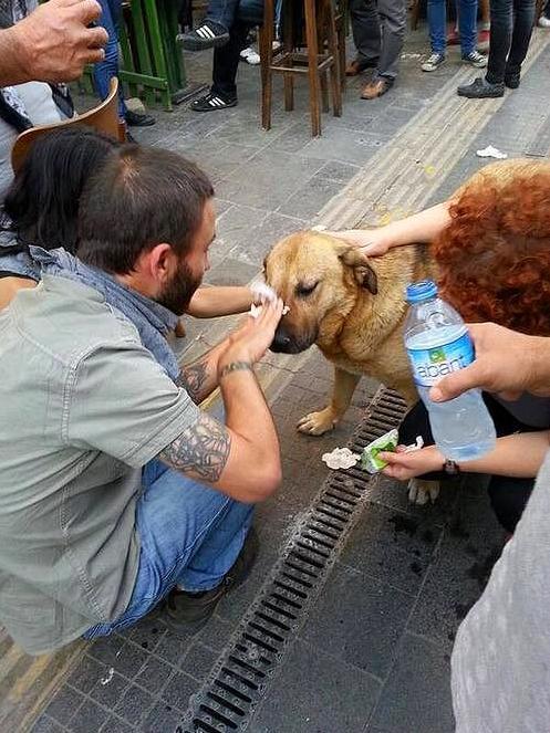 Protestētāji palīdz sunim... Autors: Fosilija Labestību vardarbības vietā
