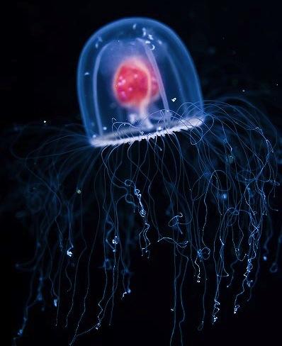 Ne visas medūzas ir... Autors: Pasaules iedzīvotājs Fakti Viestura gaumē!