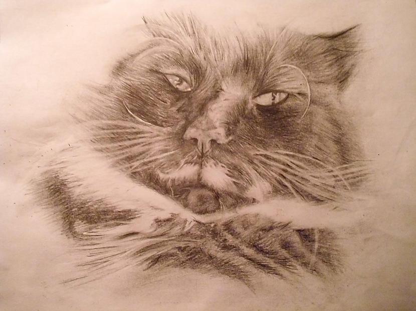 Mans kaķis  pirmais mēģinājums... Autors: Ostina Jauns zīmējums + 2013.gada darbi+senāki