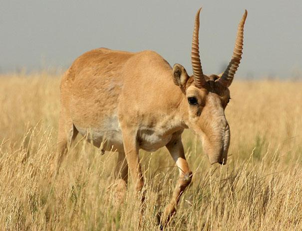 Saigas Antilope      Saigas... Autors: Werkis2 150+ neparasti un neredzēti dzīvnieki!