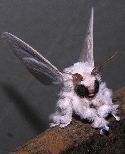 poodle mothskaists... Autors: sadPepe 12 dīvaina izskata dzīvnieki