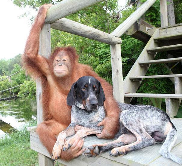 Orangutans Surija un suns... Autors: luca Neparastā dzīvnieku draudzība