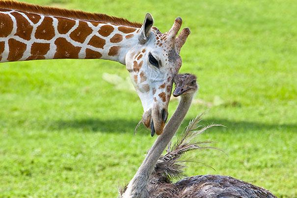 Žirafe Bea un Strauss Vilma ir... Autors: luca Neparastā dzīvnieku draudzība