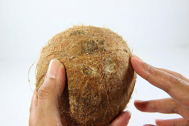 Atrodi kokosrieksta 3... Autors: plunkš Kā iegūt kokosrieksta skaidiņas?