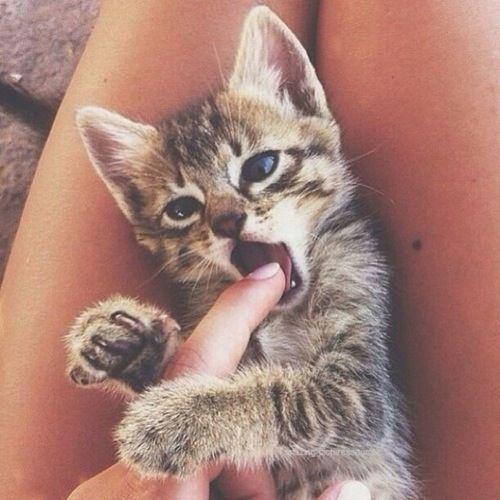  Autors: Anastasija Smile Cat..