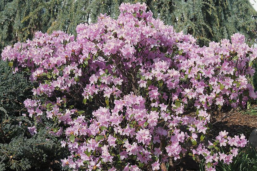Zied pirmie rododendri Autors: Deony Noijenburgas pils