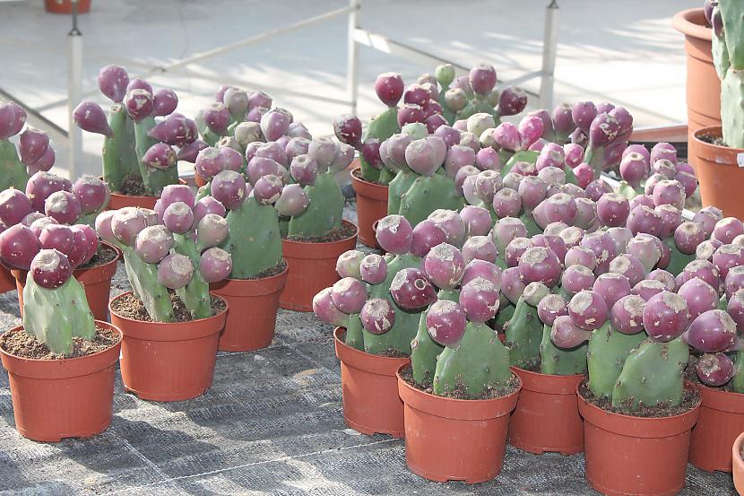  Autors: Deony Kaktusu pasaule Šteinfeldā