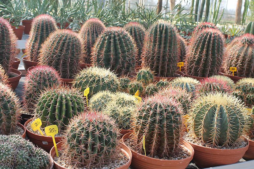  Autors: Deony Kaktusu pasaule Šteinfeldā